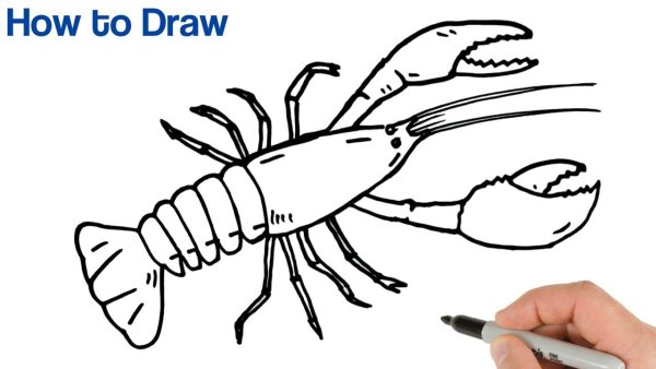 Поэтапный рисунок рака.