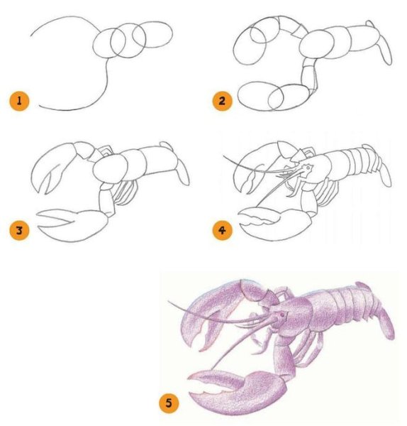 Нарисовать ака поэтапно