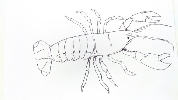 Рачки поэтапно карандашом