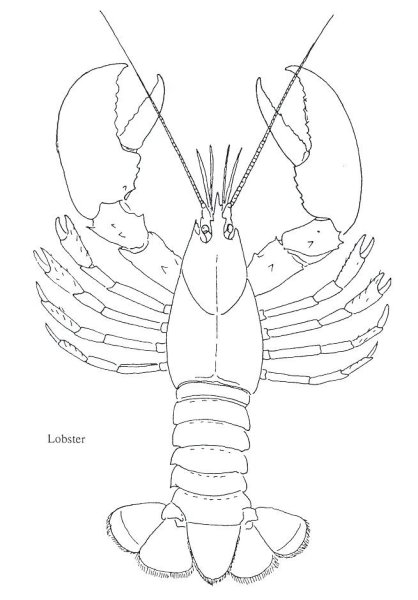 . Зарисуйте рака.