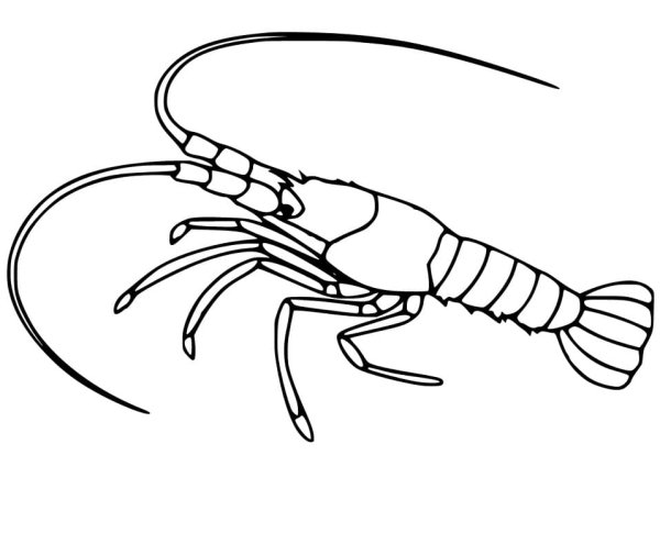 Ракообразные раскраска