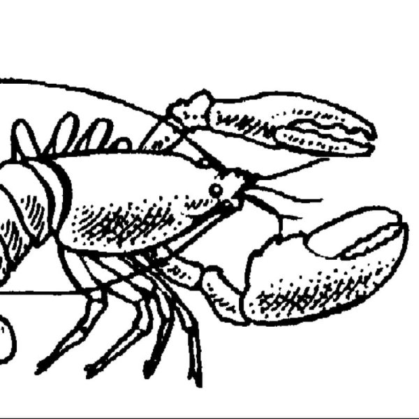 Рачки Графическое изображение