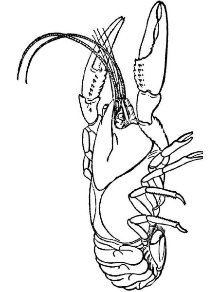 Раскраска рачки липедии