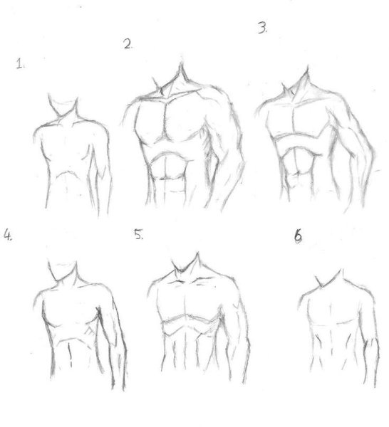 Мужской торс для рисования