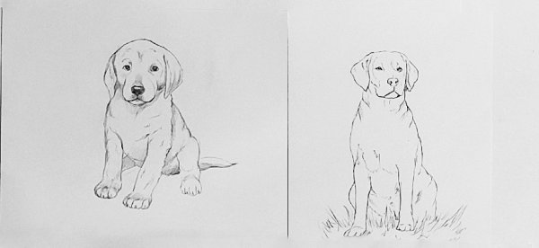 Лабрадор карандашом