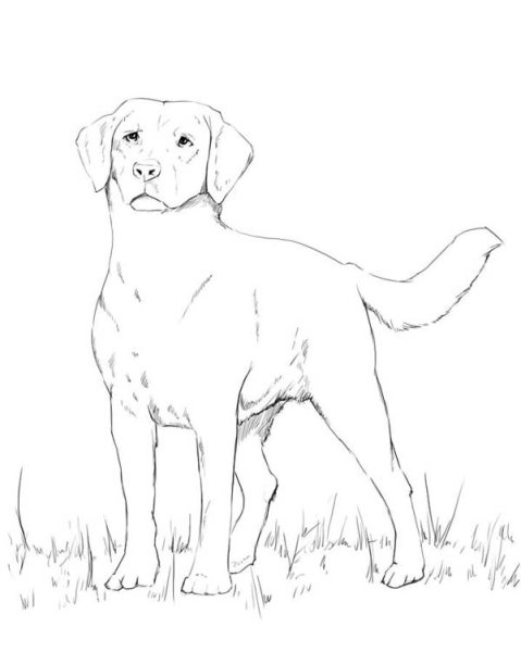 Лабрадор карандашом для срисовки