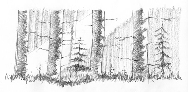Рисунок елового леса карандашом