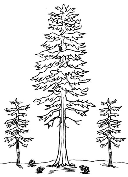 Графический зимний пейзаж