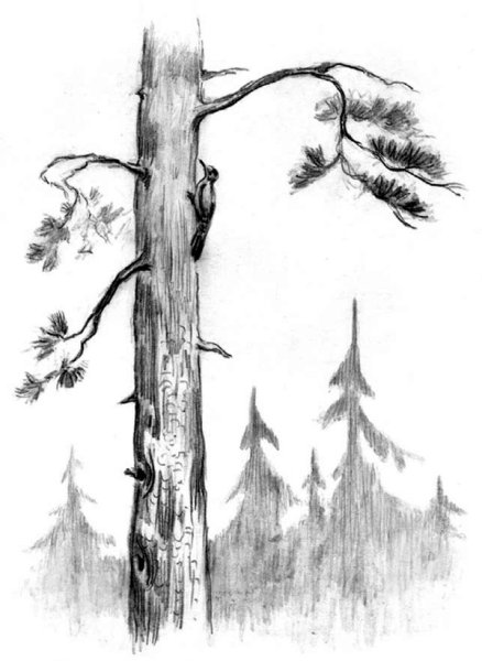Сосна раскраска