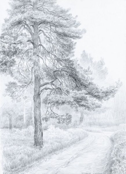 Рисование деревьев для дошкольников