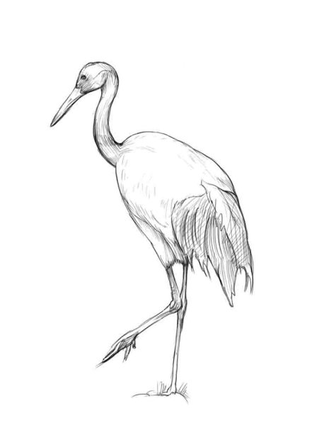 Журавль рисунок