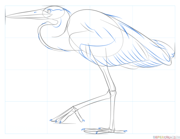Цапля для срисовки