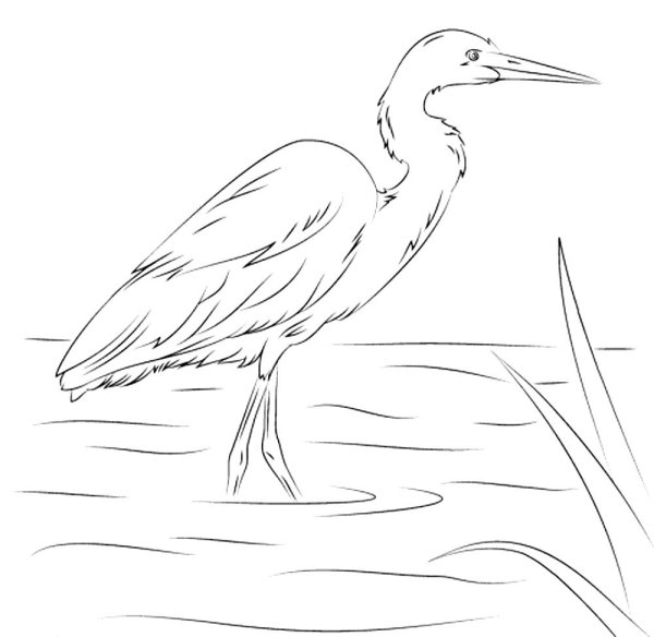 Цапля раскраска