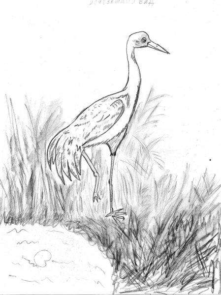 Журавель рисунок