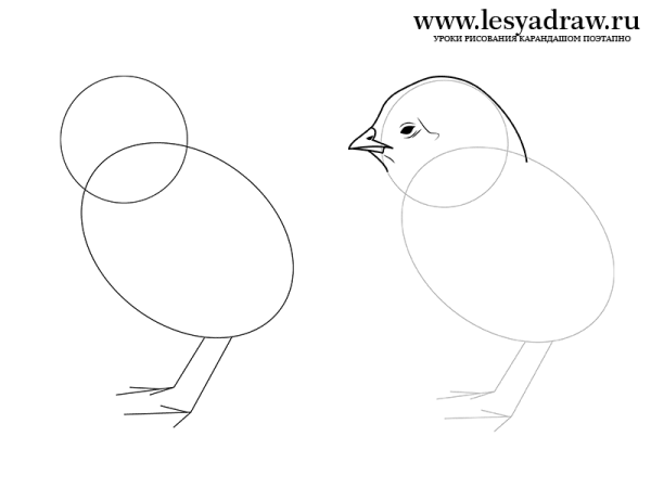 Цыпленок карандашом