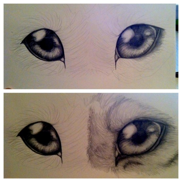 Глаза волка карандашом