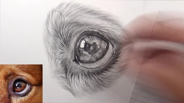 Глаза собаки карандашом