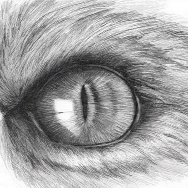 Глаза кота карандашом