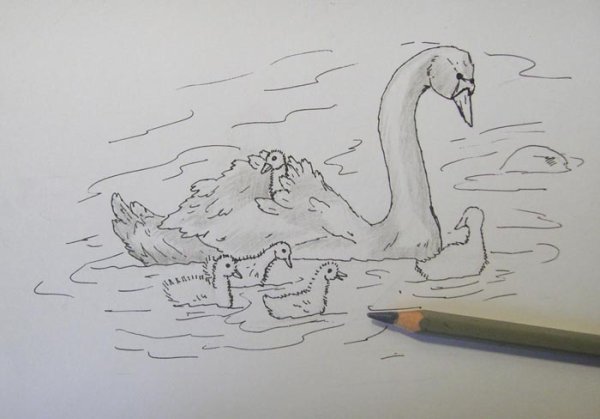 Лебедь карандашом