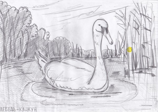 Лебедь рисунок карандашом