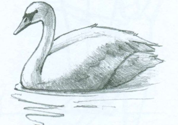 Лебедь кликун раскраска