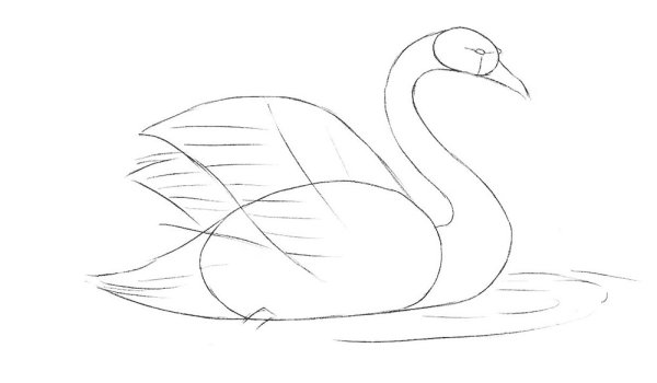 Лебедь кликун раскраска