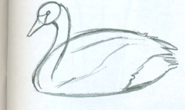 Как нарисовать лебедя поэтапно