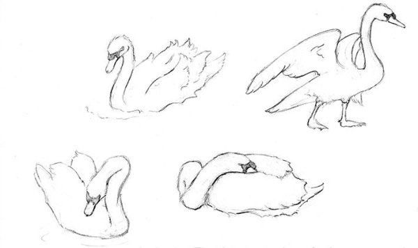 Рисунок лебедя для срисовки