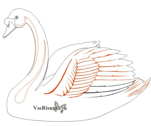 Лебедь рисунок карандашом