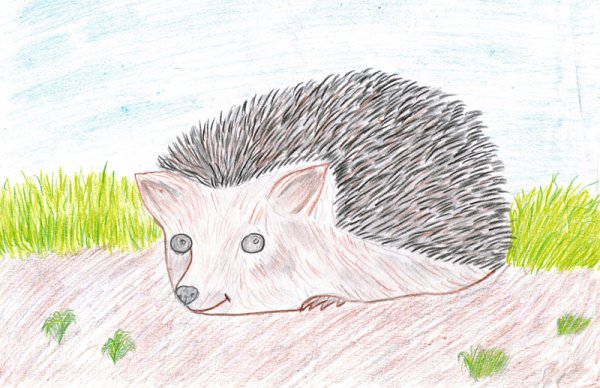 Срисовка ушастого ежа