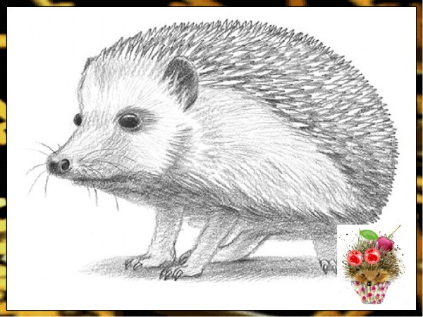Рисунки ежей для срисовки
