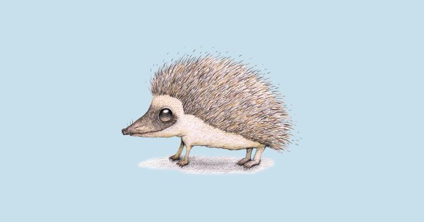 Ушастый еж на белом фоне