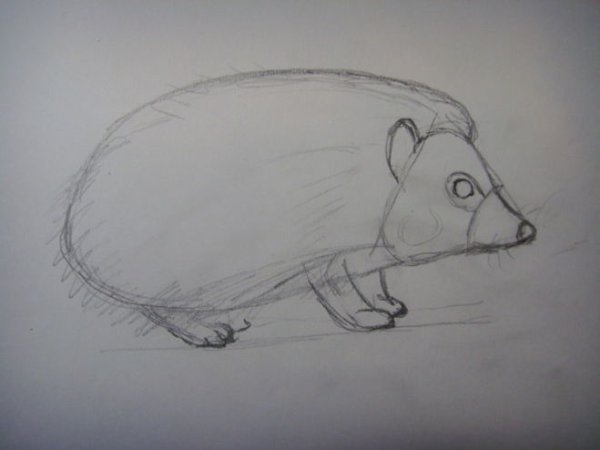 Срисовать настоящего ежика