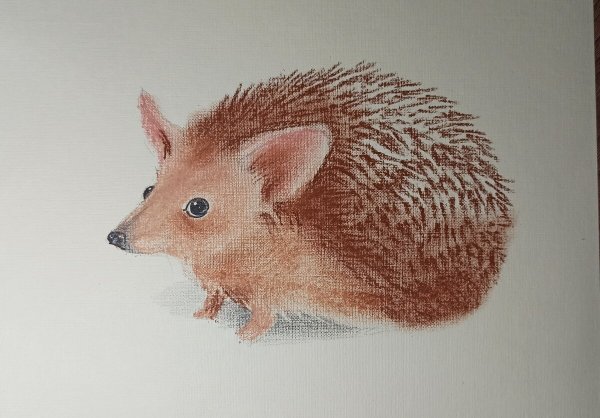 Ушастый ёж раскраска