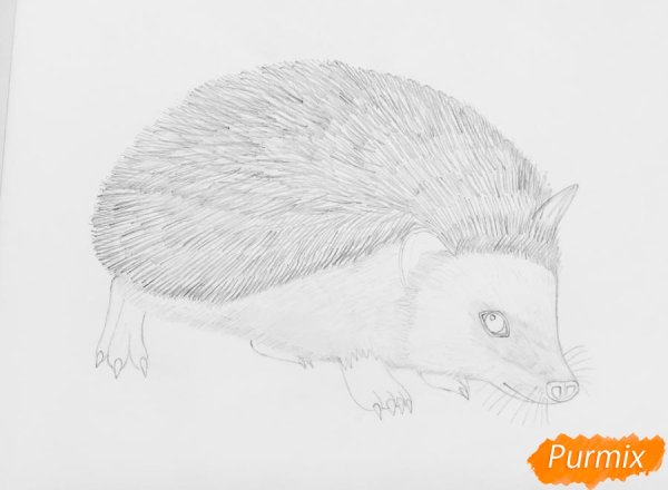 Ежик рисунок