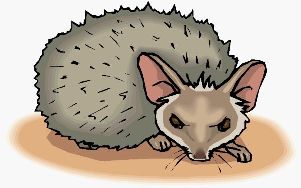 Ушастый ёж раскраска