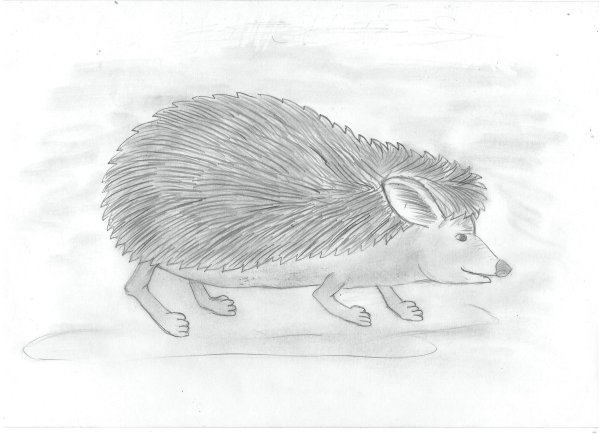 Ежик боком рисунок
