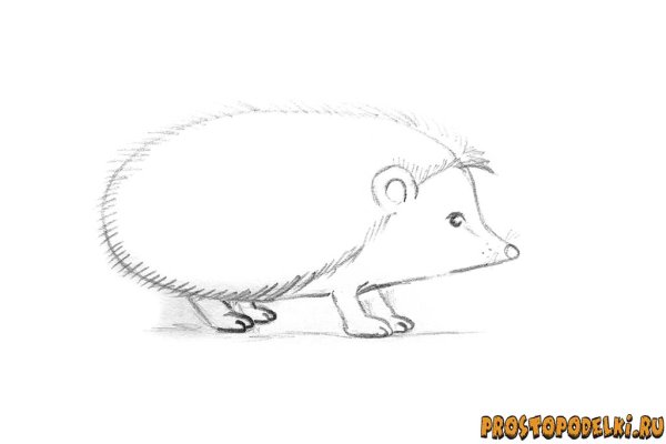 Ушастый ёж нарисовать