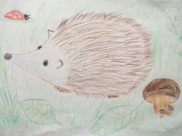 Ушастый Ежик раскраска