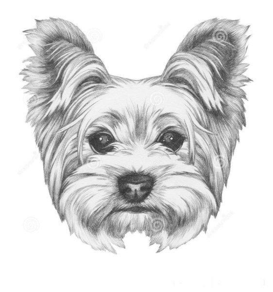 Раскраска Йоркширский терьер