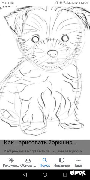 Поэтапное рисование йоркширского терьера