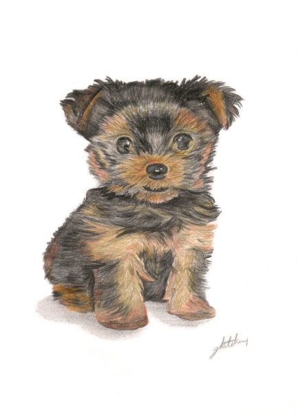 Щенки Йорка вид сбоку