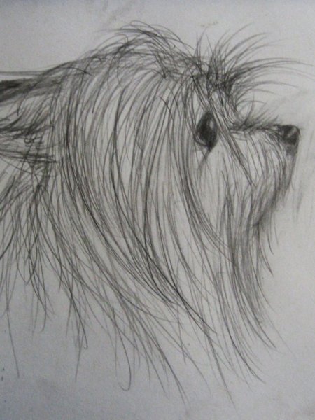 Поэтапный рисунок йоркширского терьера