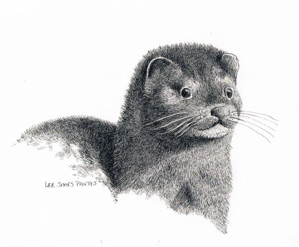 Европейская норка чб