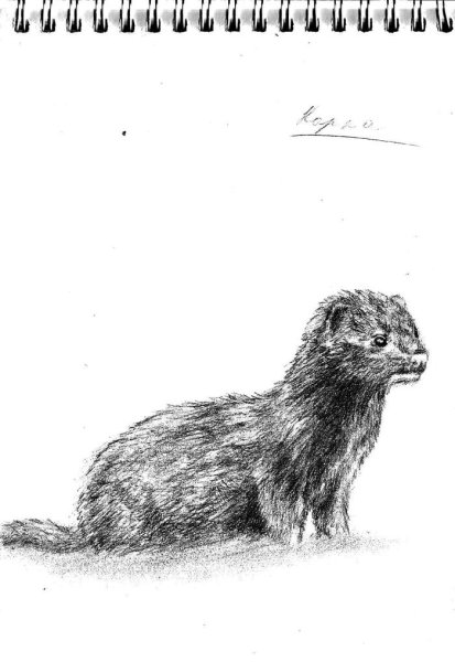 Европейская норка раскраска