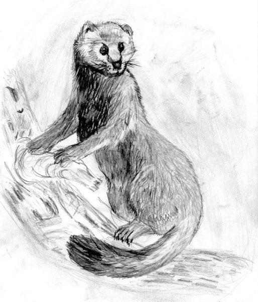 Европейская норка