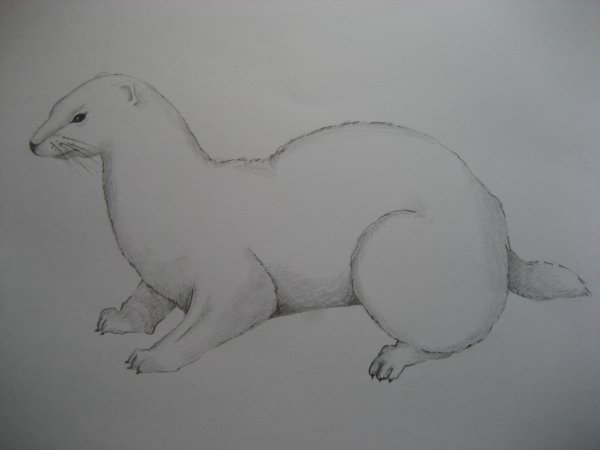 Норка рисунок карандашом