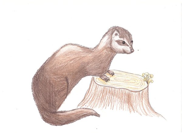 Норка карандашом