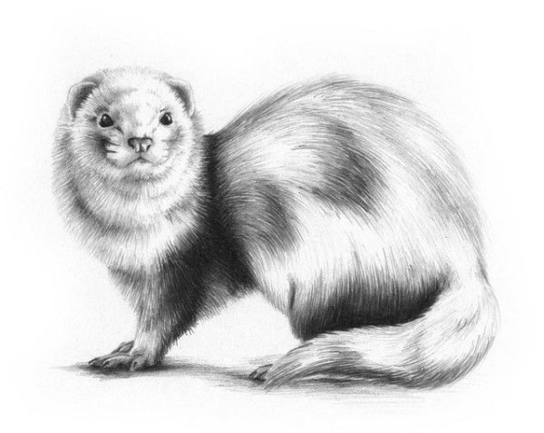 Хорек рисунок