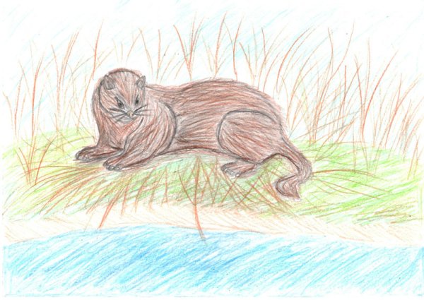 Нарисовать норку карандашом